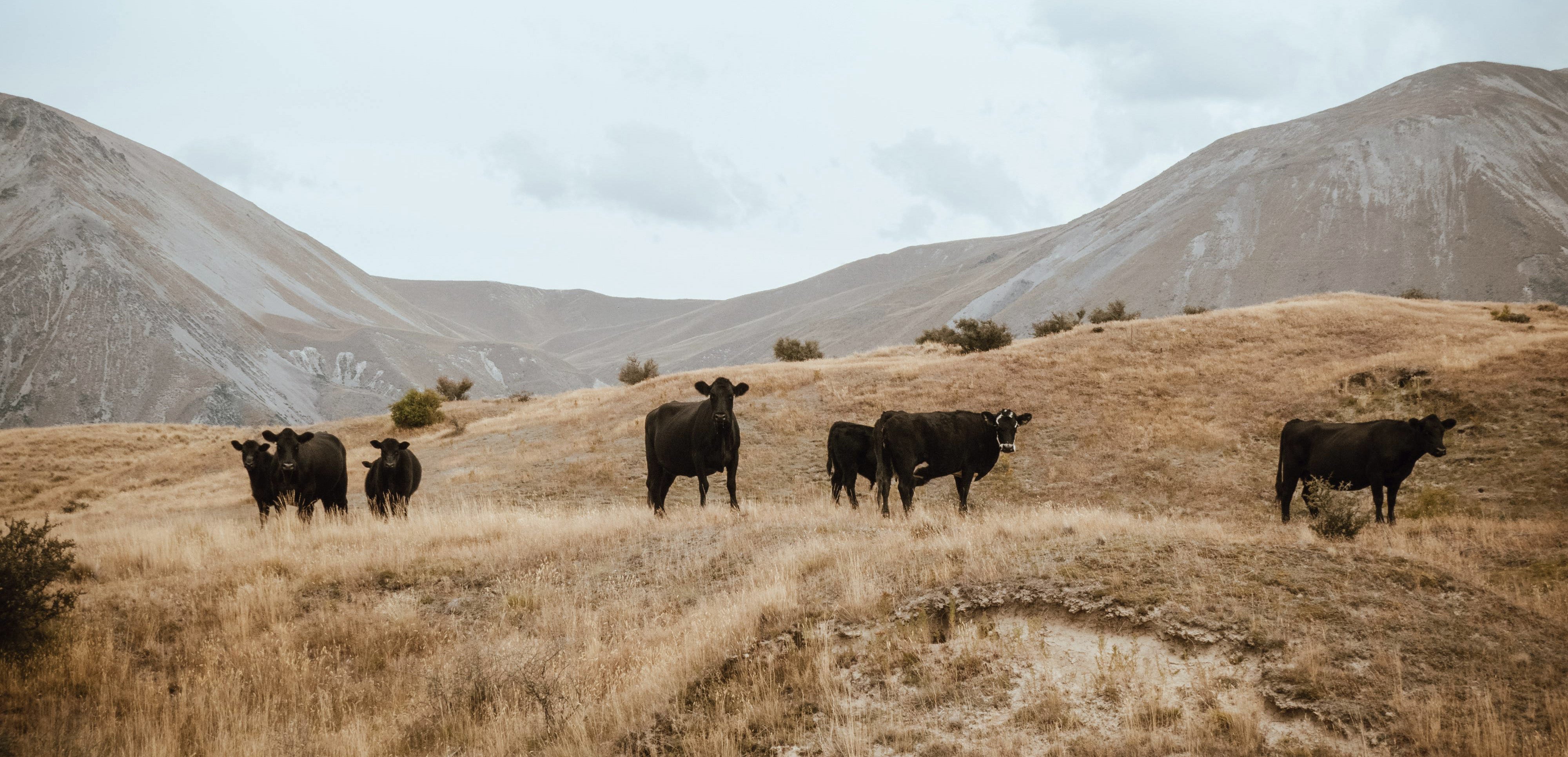 Fence & Corral products